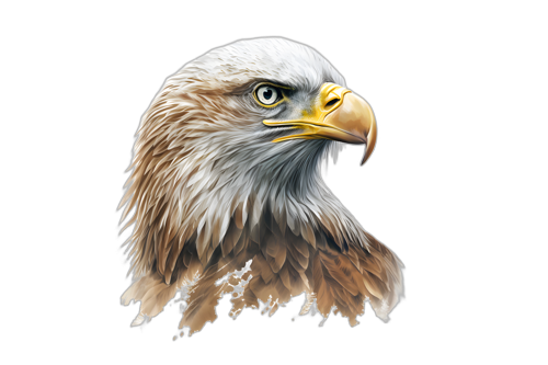 Birds of the Forest Saturday 16th September