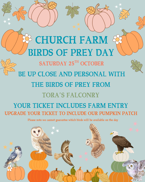 Halloween Birds of Prey Day